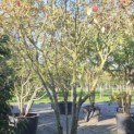Photinia fraseri 'Red Robin' - 2