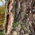 betula nigra - 1