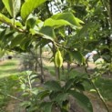 Halesia coralina - 4