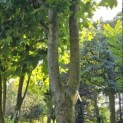 Platanus x Hispanica - Foto 1