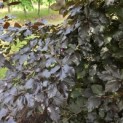 Fagus sylvatica 'Atropunicea' - 3