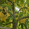 Liquidambar styraciflua - 6