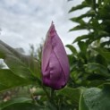 Magnolia 'Susan' - 4