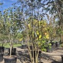 Sorbus aucuparia - 2