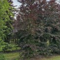 Fagus sylvatica 'Atropunicea' - Foto 3
