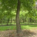 Liquidambar styraciflua - 4