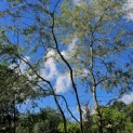 Salix x sepulcralis 'Chrysocoma' - 3