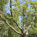 Malus domestica 'Collina' - Foto 3