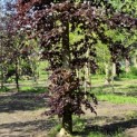 Fagus sylvatica 'Atropunicea' - Foto 3