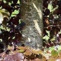 Fagus sylvatica 'Atropunicea' - Foto 4