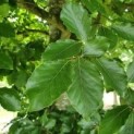 #15 Fagus sylvatica Rotbuche