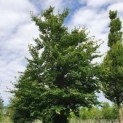 #15 Fagus sylvatica Rotbuche
