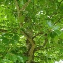 #15 Fagus sylvatica Rotbuche
