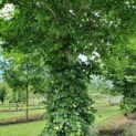 #15 Fagus sylvatica Rotbuche