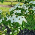 Cornus kousa - Afbeelding 3