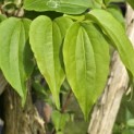 Heptacodium miconioides - 8