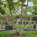 Hamamelis mollis - Foto 2
