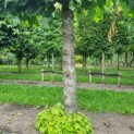 Tilia americana 'Nova' - Foto 2