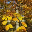 Fagus sylvatica 'Atropunicea' - 3
