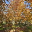 Fagus sylvatica 'Atropunicea' - 2
