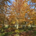 Fagus sylvatica 'Atropunicea' - 4