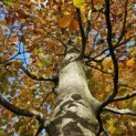 Fagus sylvatica 'Atropunicea' - 1