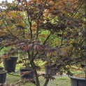 Acer palmatum 'Bloodgood' - Foto 4