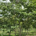 Diospyros lotus - 1