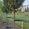 Prunus laur. Caucasica - 1