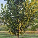 Prunus laur. Caucasica - 2