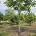 Juglans Nigra - 4