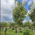 Pyrus c. 'Gieser Wildeman' - 1
