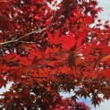 Acer palmatum 'Bloodgood' - 3