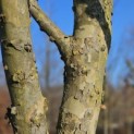 Platanus x Hispanica - 4
