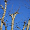 Platanus x Hispanica - 3