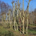 Platanus x Hispanica - 1