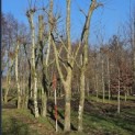 Platanus x Hispanica - 2