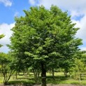 Tilia cordata 'Böhlje' - 1