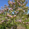 Magnolia 'Susan' - 2