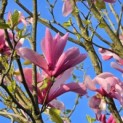 Magnolia 'Galaxy' - 1