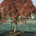 Acer palmatum 'Garnet' - Foto 2