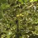 Fagus sylvatica 'Riversii' - 5