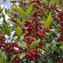 Ilex Aquifolium - 1