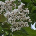 Catalpa erubescens 'Purpurea' - Foto 4