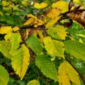 Carpinus betulus herfstblad