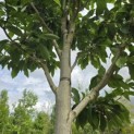 Magnolia 'Wada's Memory' - Foto 3