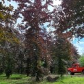 Fagus sylvatica 'Atropunicea' - Afbeelding boom nr 987 juni 2022