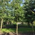 Quercus cerris - 1