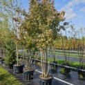 Acer Rubrum 'Brandywine' - locatie vak H sept 2024