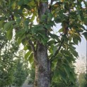 Prunus 'Sunset Boulevard' - 3